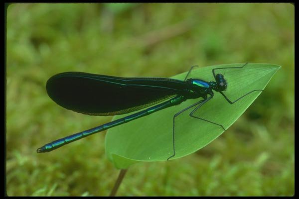 035070 Ebony Jewelwing Damselfly A4 Photo Print