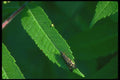 035071 Long Horned Caddis Fly A4 Photo Print