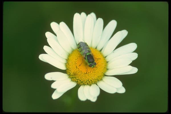035072 Hover Fly A4 Photo Print