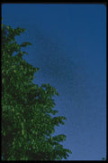 035073 Midge Swarm A4 Photo Print