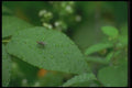 035074 Common Fly A4 Photo Print