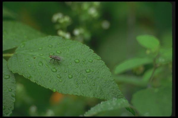 035074 Common Fly A4 Photo Print