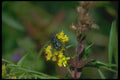 035077 Fly On Goldenrod A4 Photo Print