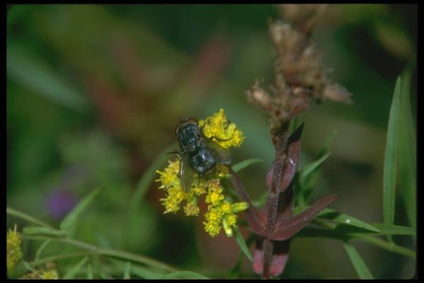 035077 Fly On Goldenrod A4 Photo Print