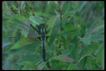 035078 Dragonfly A4 Photo Print