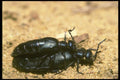 035079 Beetles Mating A4 Photo Print