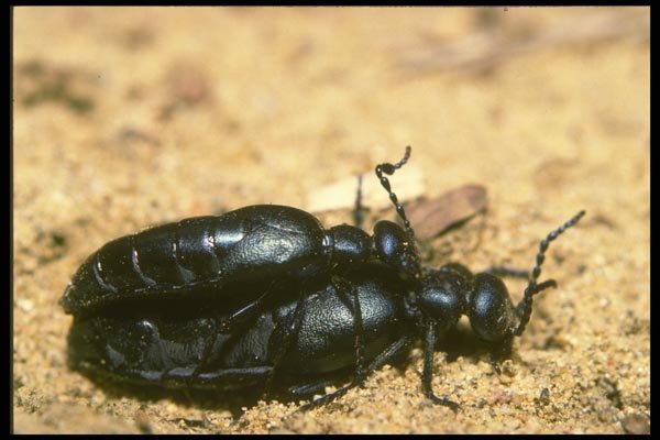 035079 Beetles Mating A4 Photo Print