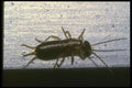 035081 Earwig A4 Photo Print