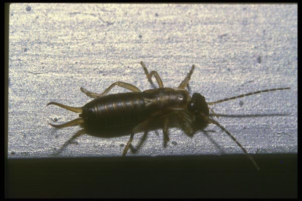 035081 Earwig A4 Photo Print