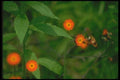 035082 Sphinx Moth A4 Photo Print