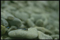 035083 Damselfly A4 Photo Print
