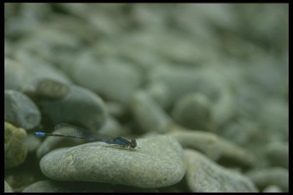 035083 Damselfly A4 Photo Print