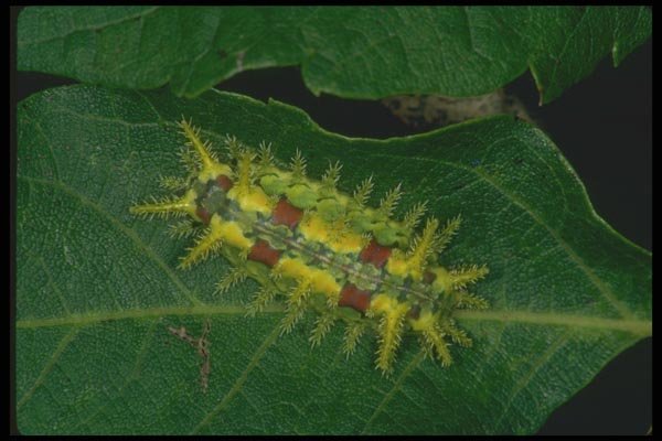 035084 Spiny Oak Slug Moth A4 Photo Print