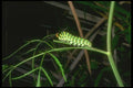 035085 Caterpillar Of Black Swallowtail A4 Photo Print