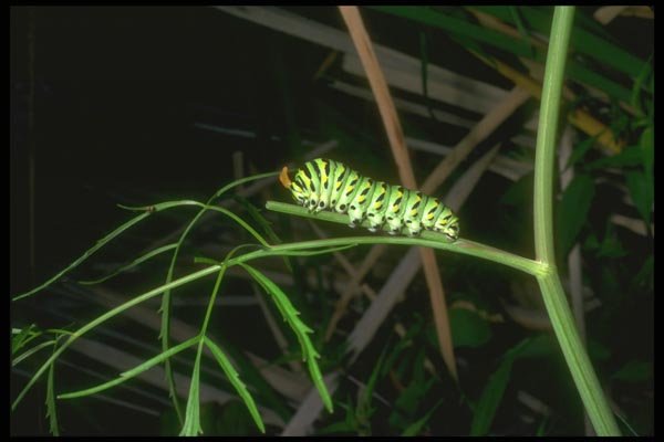 035085 Caterpillar Of Black Swallowtail A4 Photo Print