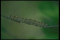 035086 Forest Tent Caterpillar A4 Photo Print