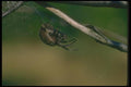 035087 Shamrock Spider A4 Photo Print