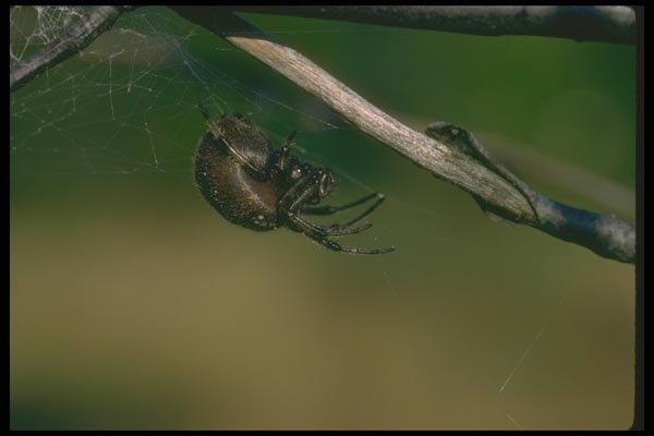 035087 Shamrock Spider A4 Photo Print