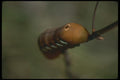 035088 Pandora Sphinx Moth Caterpillar A4 Photo Print