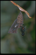 035089 Mourning Cloak Butterfly Chrysalis A4 Photo Print