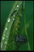 035090 Mosquito And Stinkbug A4 Photo Print