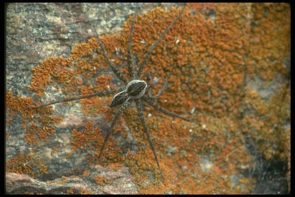 035091 Fishing Spider A4 Photo Print