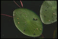 035092 Aquatic Beetles A4 Photo Print