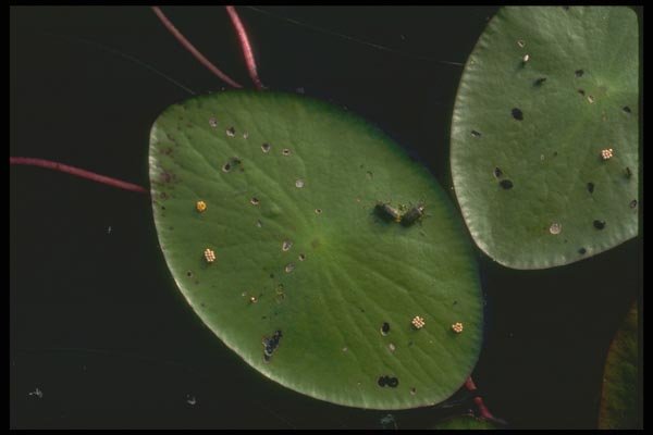035092 Aquatic Beetles A4 Photo Print