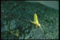 035093 Mayfly A4 Photo Print