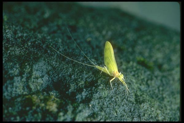 035093 Mayfly A4 Photo Print