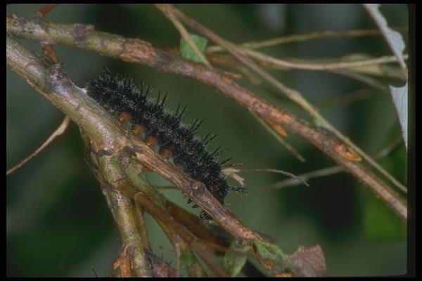 035095 Mourning Cloak Butterfly Caterpillar A4 Photo Print