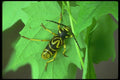 035096 Sugar Maple Borer A4 Photo Print