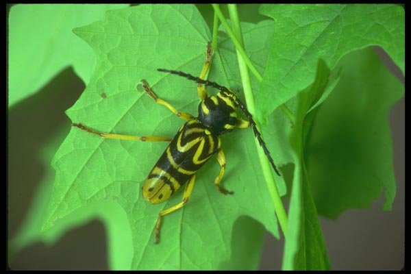 035096 Sugar Maple Borer A4 Photo Print