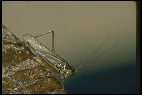035097 Long Horned Grasshopper A4 Photo Print