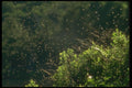 035098 Midge Swarm A4 Photo Print