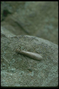 035099 Stonefly A4 Photo Print