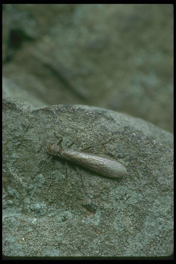 035099 Stonefly A4 Photo Print