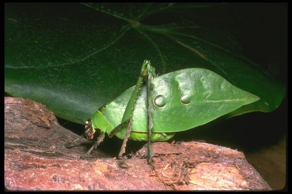 035100 Long Legged Leaf Katydid, Cameron Highlands, Malaysia A4 Photo Print