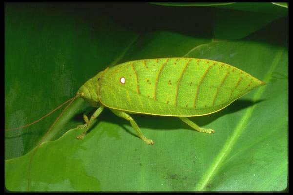 035101 Leaf Katydid, Danum Valley, Borneo A4 Photo Print