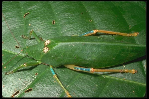 035102 Blue Legged Katydid, Danum Valley, Borneo A4 Photo Print