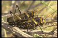 035103 Horse Lubber Grasshopper, Cochise, Arizona A4 Photo Print