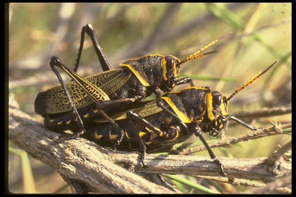 035103 Horse Lubber Grasshopper, Cochise, Arizona A4 Photo Print