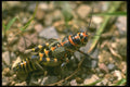 035104 Rainbow Grasshopper, Cochise, Arizona A4 Photo Print
