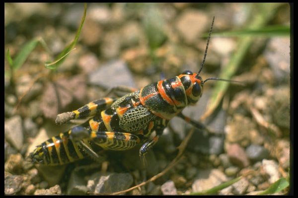 035104 Rainbow Grasshopper, Cochise, Arizona A4 Photo Print
