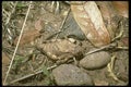 035105 Toad Grasshopper, Cochise, Arizona A4 Photo Print