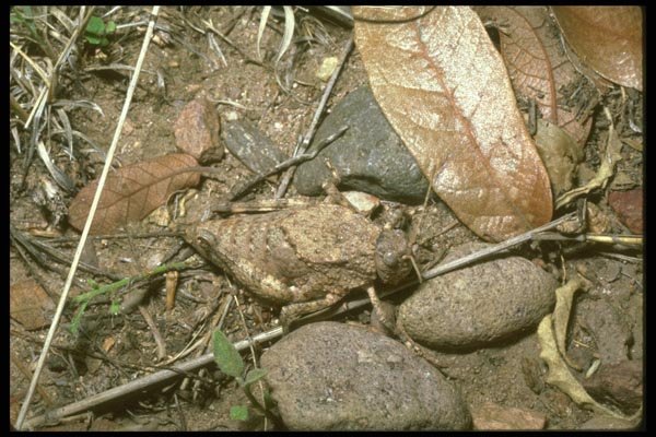035105 Toad Grasshopper, Cochise, Arizona A4 Photo Print