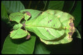 035107 Leaf Insect, Cameron Highlands, Malaysia A4 Photo Print