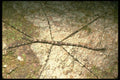 035109 Stick Like Walkingstick, Mt. Kinabalu, Borneo A4 Photo Print