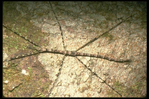 035109 Stick Like Walkingstick, Mt. Kinabalu, Borneo A4 Photo Print