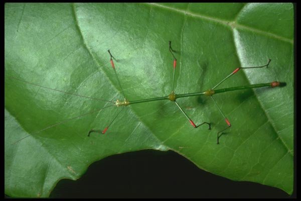 035110 Walkingstick With Red Legs, Mt. Kinabalu, Borneo A4 Photo Print